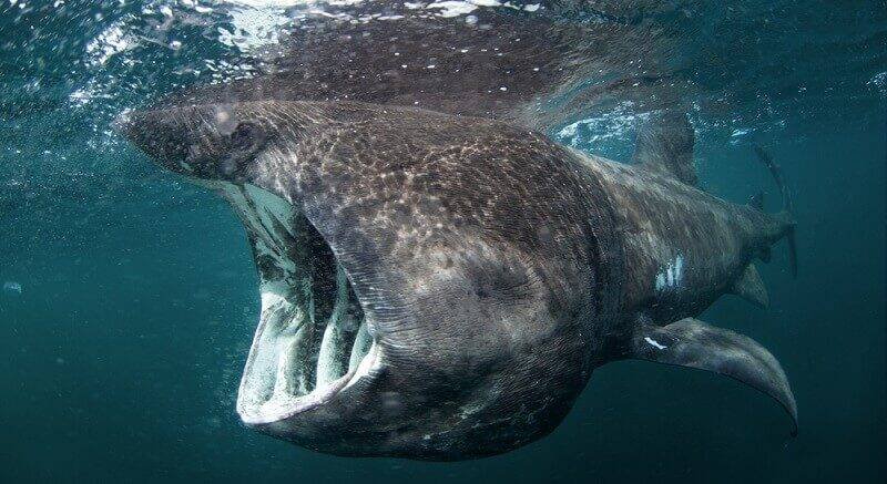 Admiral shark - Admiral Shark Casino Review Exposes the Truth About UK Gaming Sites
